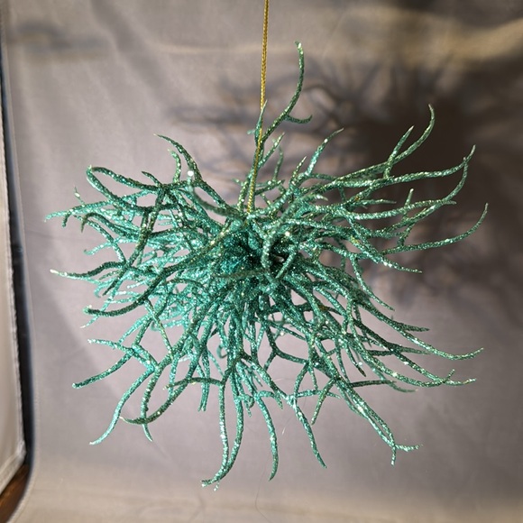 Gumps anemone - Picture 2 of 2